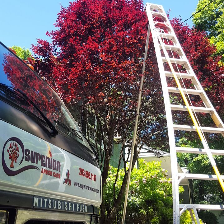 Superior Arborist Care truck and pruning ladder