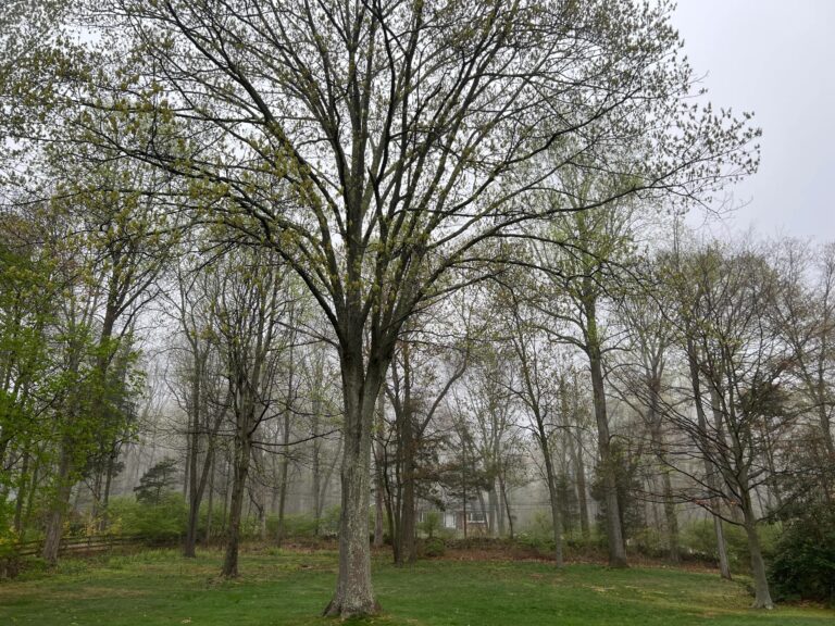 Tree Removal is a Last Resort
