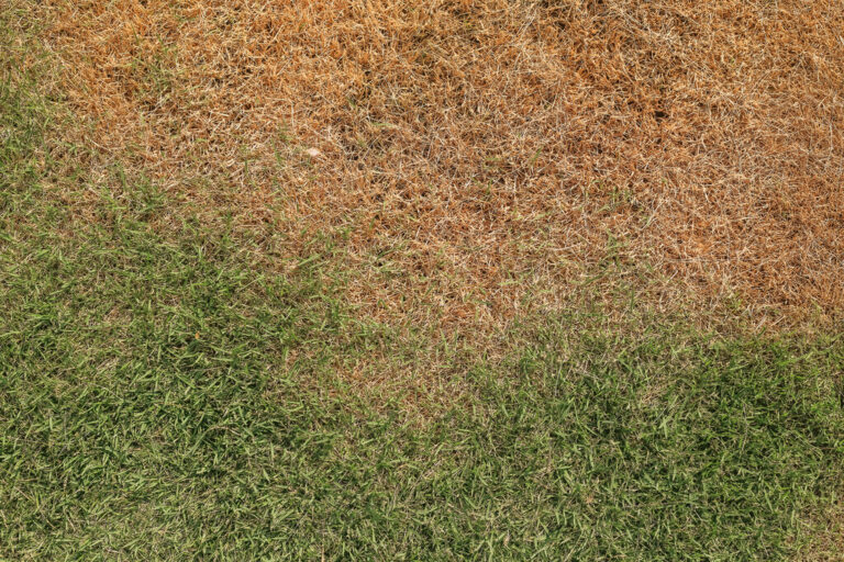 Lawn Browning in July? Causes and Fixes