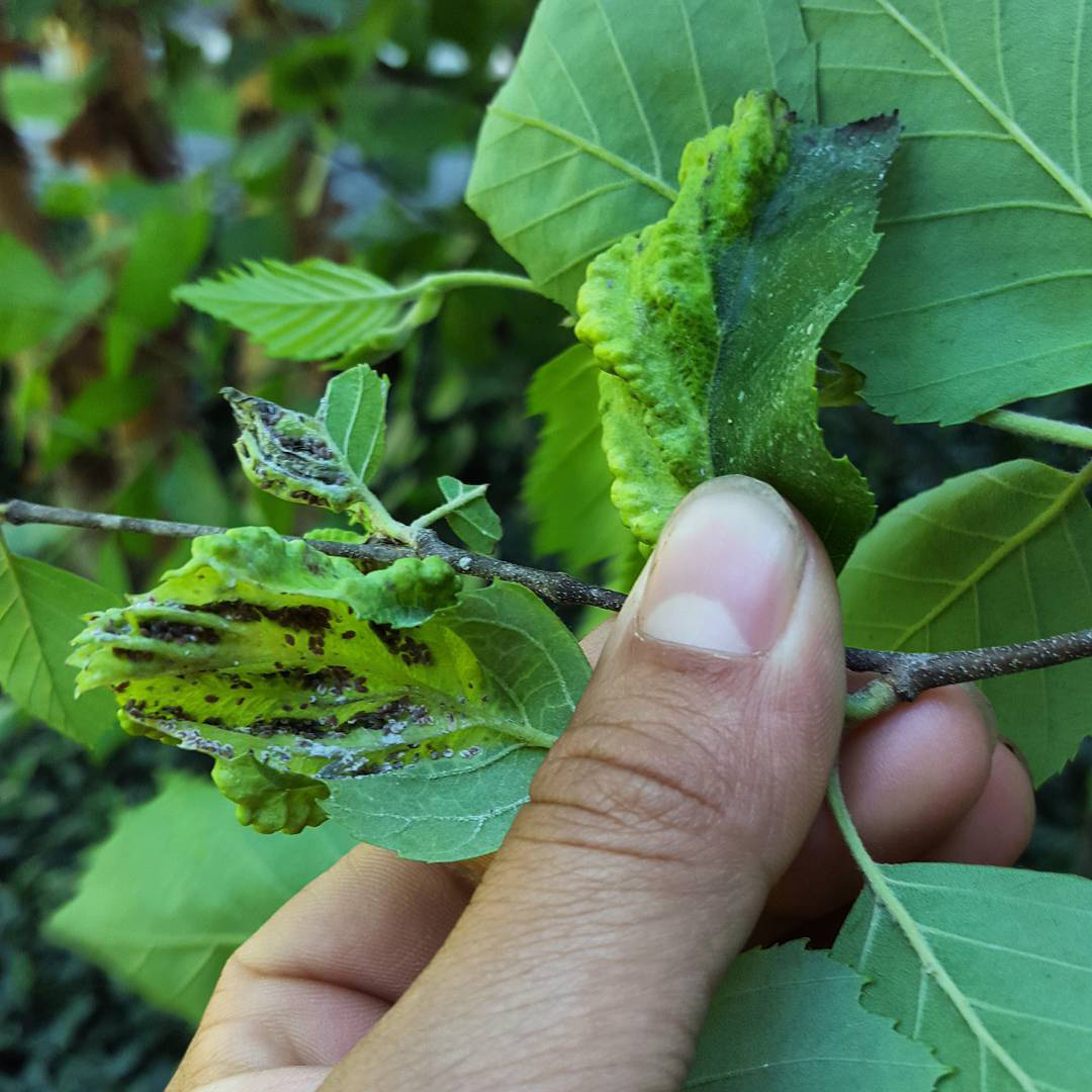 leaf blight caused by fungal disease