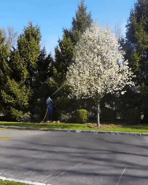 Applying fungicide on Bradford Pear tree