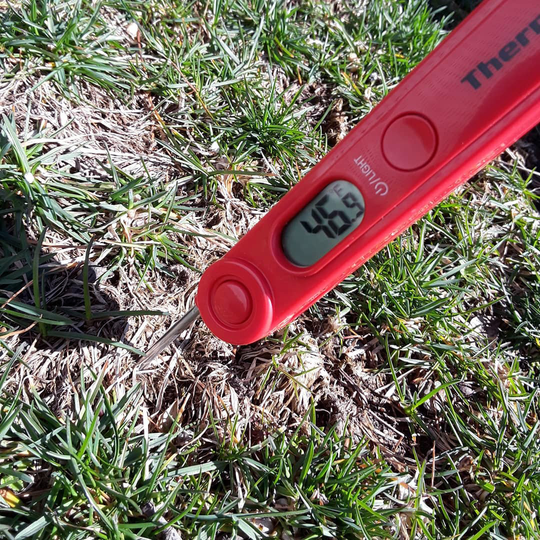 professional lawn care service