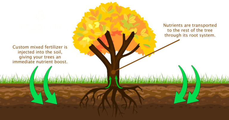 Fall Tree Fertilization: Protecting Roots Before Winter