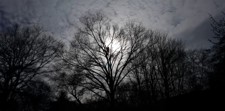 How Pruning Improves Tree Health and Storm Resilience