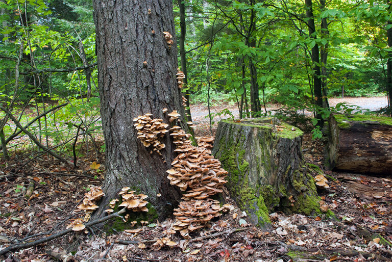 Signs Your Tree Might Be Suffering from Root Rot