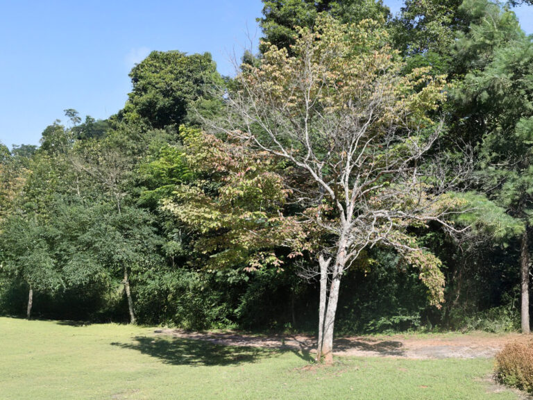 Summer Tree Inspections: What We Look For